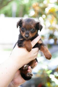 Bumble -  Aussiedoodle and Goldendoodle Dog for Adoption in Franklin, Tennessee - Bumble | PetCurious