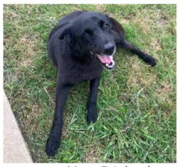 Rescue Black Labrador Retriever Dogs for Adoption in Denison, Texas - DJ | PetCurious