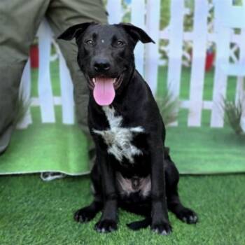 Labrador Retriever and Mixed Breed Dogs Available for Adoption - JASPER | PetCurious