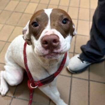Margaret -  Terrier and Mixed Breed Dog for Adoption in Wilmington, Delaware - Margaret | PetCurious