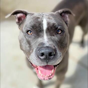 Pearlie -  Pit Bull Terrier Dog for Adoption in Warren, Ohio - Pearlie | PetCurious