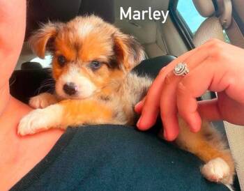 Marley (AL) -  Shih Tzu and Yorkshire Terrier Dog for Adoption in New York, New York - Marley (AL) | PetCurious