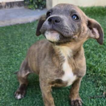 Terrier Dogs Available for Adoption - Echo | PetCurious