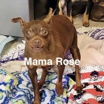 Posey -  Mixed Breed Dog for Adoption in San Francisco, California - Posey | PetCurious