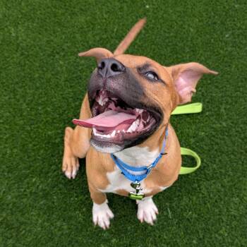 Hoop Dreams -  Mixed Breed Dog for Adoption in Pittsburgh, Pennsylvania - Hoop Dreams | PetCurious