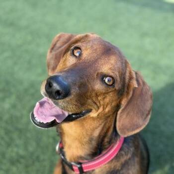 Belle-Marie -  Hound Dog for Adoption in Sacramento, California - Belle-Marie | PetCurious