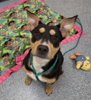 Dora -  Fox Terrier and Terrier Dog for Adoption in Westland, Michigan - Dora | PetCurious