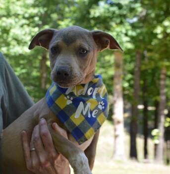 Retriever and Terrier Dogs Available for Adoption in Hot Springs, Arkansas - Scooby | PetCurious