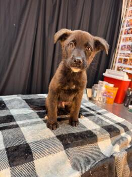 Mixed Breed Dogs Available for Adoption in Minot, North Dakota - Mo | PetCurious