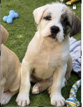 Linus -  American Bulldog and English Bulldog Dog for Adoption in Wanaque, New Jersey - Linus | PetCurious