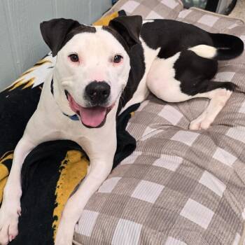 Static -  Pit Bull Terrier Dog for Adoption in Columbia, Missouri - Static | PetCurious