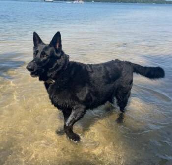 German Shepherd Dog Dogs Available for Adoption in Midland, Michigan - Niisha Courtesy Listed | PetCurious