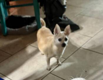 Jose -  Chihuahua Dog for Adoption in Sumter, South Carolina - Jose | PetCurious