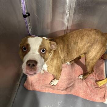 Ramona -  Pit Bull Terrier and Mixed Breed Dog for Adoption in Binghamton, New York - Ramona | PetCurious