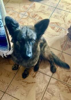 Dutch Shepherd Dogs Available for Adoption in Escondido, California - Owsley | PetCurious