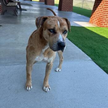 Rescue American Staffordshire Terrier and Bullmastiff Dogs for Adoption in Nampa, Idaho - Andy | PetCurious