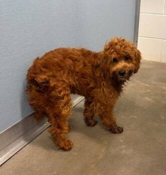 Gidget -  Poodle and Golden Retriever Dog for Adoption in Columbus, Ohio - Gidget | PetCurious
