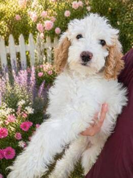Golden Retriever and Poodle Dogs Available for Adoption in Malvern, Pennsylvania - Nala | PetCurious