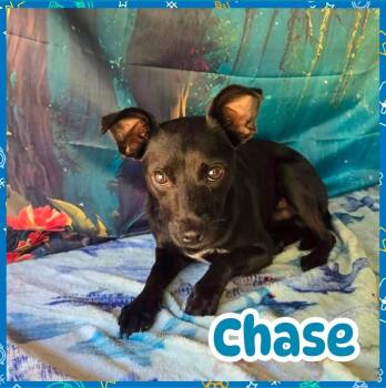 Chase -  Chihuahua Dog for Adoption in Ringwood, New Jersey - Chase | PetCurious