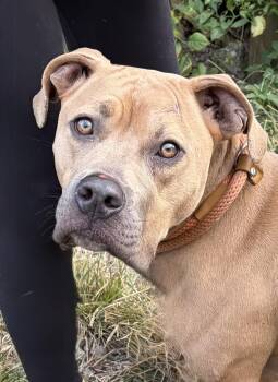 Blair -  Mixed Breed Dog for Adoption in Mckeesport, Pennsylvania - Blair | PetCurious