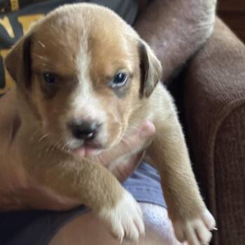 Luis -  Pit Bull Terrier and Mixed Breed Dog for Adoption in Eureka Springs, Arkansas - Luis | PetCurious