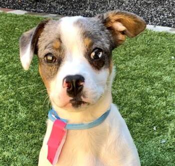 SAVE ME PLEASE Socks A551488 -  Catahoula Leopard Dog Dog for Adoption in San Marcos, California - SAVE ME PLEASE Socks A551488 | PetCurious