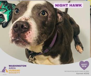 Night Hawk -  Pit Bull Terrier Dog for Adoption in Eighty Four, Pennsylvania - Night Hawk | PetCurious