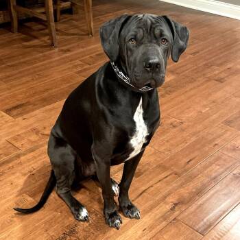 Shar Pei and Labrador Retriever Dogs Available for Adoption in South Elgin, Illinois - Tucker - Home To Home | PetCurious