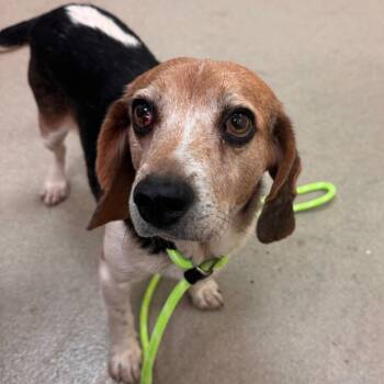 Rescue Beagle Dogs for Adoption in Lynchburg, Virginia - Dixie | PetCurious