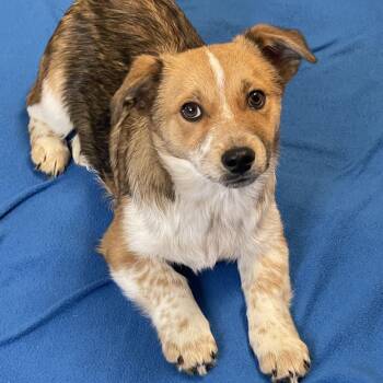 Corgi Dogs Available for Adoption - Bobby | PetCurious