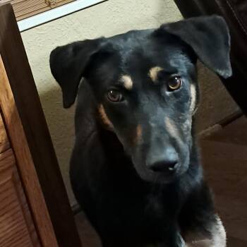 Rescue Whippet and Shepherd Dogs for Adoption in Austin, Texas - Squirrel JuM* | PetCurious