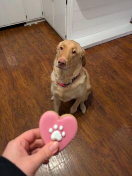 Rescue Yellow Labrador Retriever and Golden Retriever Dogs for Adoption in Norwalk, Ohio - Jazz | PetCurious