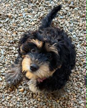 Tallulah -  Cavalier King Charles Spaniel and Poodle Dog for Adoption in Waxhaw, North Carolina - Tallulah | PetCurious