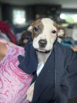 Boxer and Terrier Dogs Available for Adoption in Carmel Hamlet, New York - Cliff | PetCurious