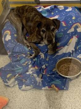 Badger -  Mixed Breed Dog for Adoption in Pequot Lakes, Minnesota - Badger | PetCurious