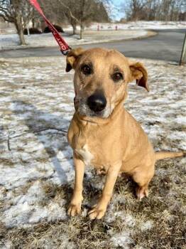 Labrador Retriever Dogs Available for Adoption - Goldie | PetCurious