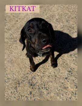 KIT KAT -  Terrier and Hound Dog for Adoption in Holbrook, New York - KIT KAT | PetCurious