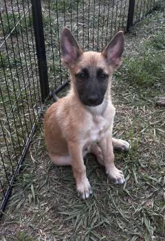 German Shepherd Dog and Belgian Shepherd Malinois Dogs Available for Adoption in Delray Beach, Florida - Elvis | PetCurious