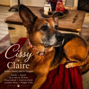 Cissy Claire -  German Shepherd Dog Dog for Adoption in Farmington, Missouri - Cissy Claire | PetCurious