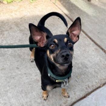 Plumeria -  Chihuahua and Terrier Dog for Adoption in Honolulu, Hawaii - Plumeria | PetCurious