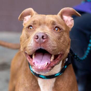 Dosdos -  Mixed Breed Dog for Adoption in Chamblee, Georgia - Dosdos | PetCurious