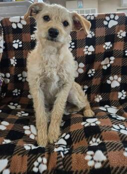 Terrier Dogs Available for Adoption - Linus | PetCurious