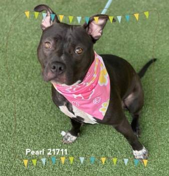 PEARL -  Pit Bull Terrier Dog for Adoption in Marietta, Georgia - PEARL | PetCurious