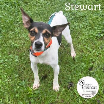 Stewart -  Rat Terrier and Mixed Breed Dog for Adoption in Washington, Pennsylvania - Stewart | PetCurious