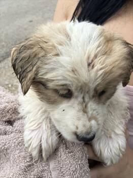 DOLLY -  Mixed Breed Dog for Adoption in Dallas, Texas - DOLLY | PetCurious