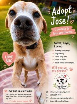 Shepherd and Terrier Dogs Available for Adoption in Mico, Texas - Josefino  | PetCurious