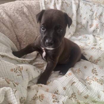 Spanky -  Terrier Dog for Adoption in Waxhaw, North Carolina - Spanky | PetCurious