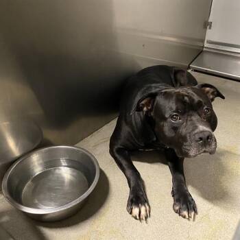 DRAKO -  Pit Bull Terrier and Mixed Breed Dog for Adoption in Modesto, California - DRAKO | PetCurious