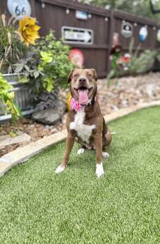 Athena -  Retriever Dog for Adoption in Mico, Texas - Athena | PetCurious