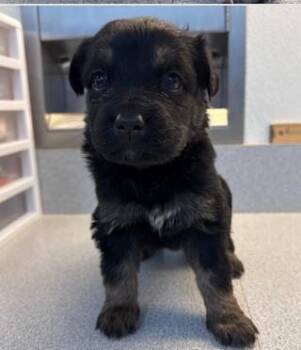 Mixed Breed Dogs Available for Adoption in West Chester, Pennsylvania - Marshmallow | PetCurious